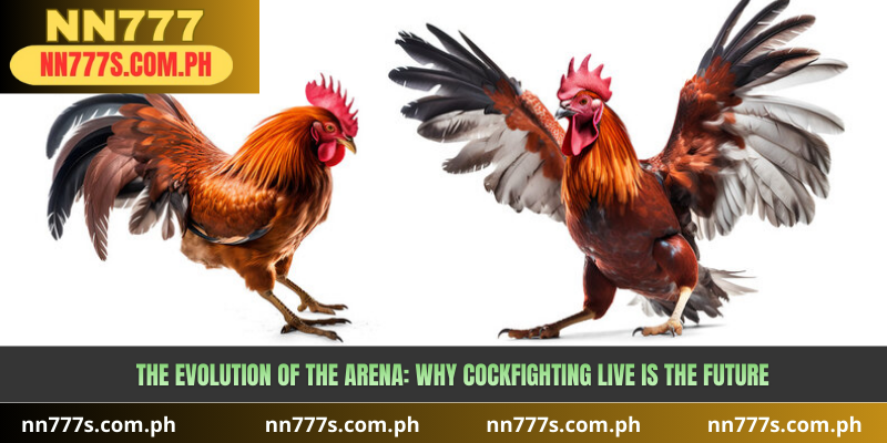 The Evolution of the Arena: Why Cockfighting LIVE is the Future