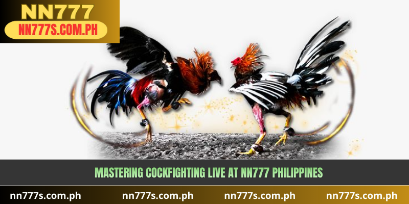 Mastering Cockfighting LIVE at NN777 Philippines